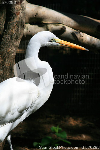 Image of Great White Egret