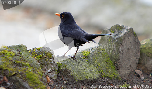 Image of Blackbird