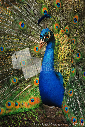 Image of Peacock