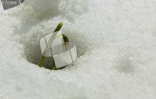 Image of Snowdrop