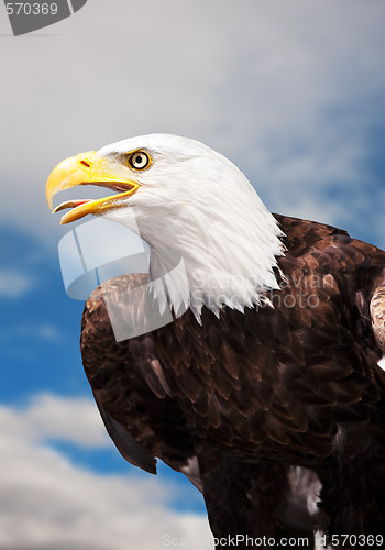 Image of Bald Eagle