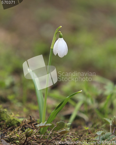 Image of Snowdrop