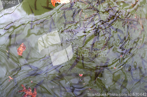 Image of Water Ripples and Fish