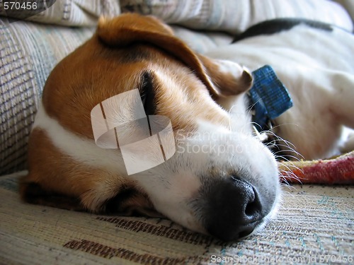 Image of Sleepy Beagle