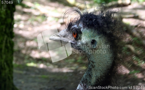 Image of Bad Hair Day