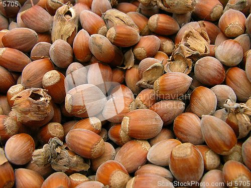 Image of Hazelnuts