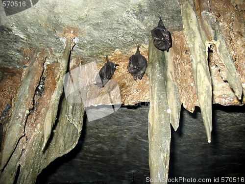 Image of Three Bats Hangin Out