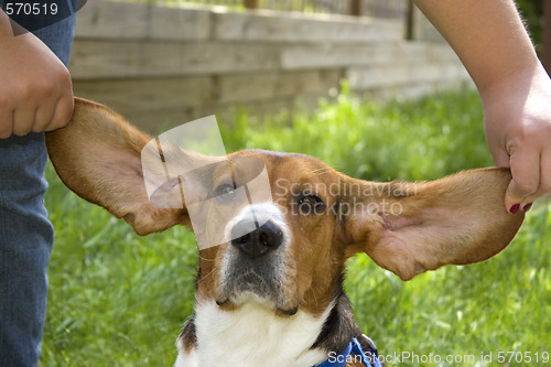 Image of Big Ear Beagle