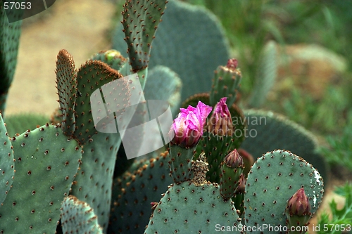 Image of Cactus Flowering