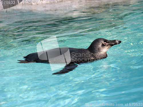 Image of Penguin Swimming