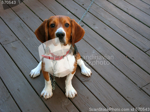 Image of purebred beagle