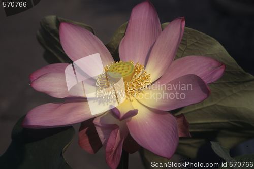 Image of water lily