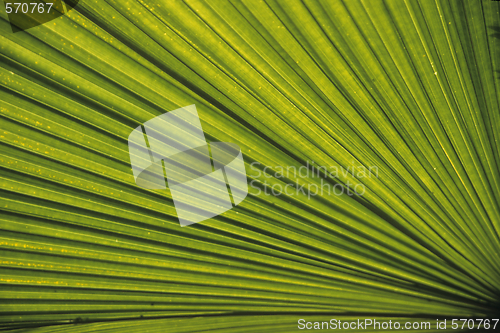 Image of The sun shining through a palm leaf