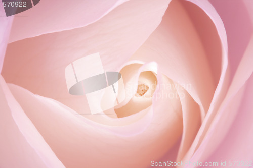 Image of White Rose