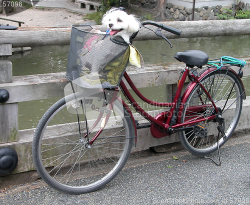 Image of Funny Bicycle