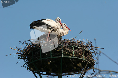 Image of Storks