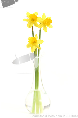 Image of daffodils