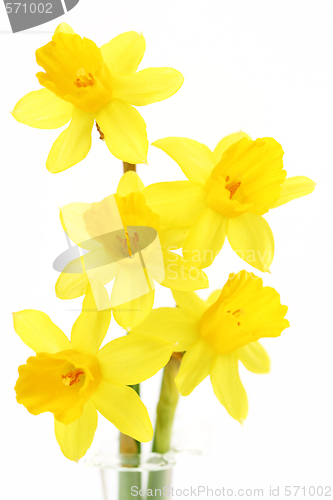 Image of daffodils