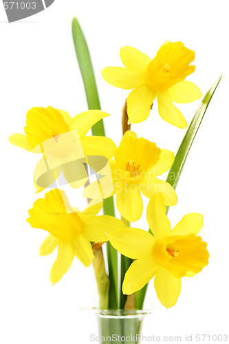 Image of daffodils