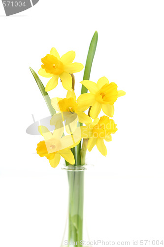 Image of daffodils