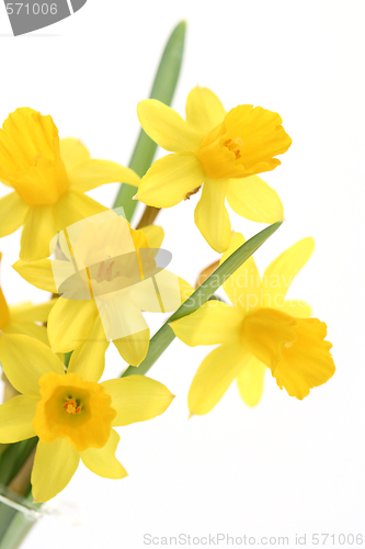 Image of daffodils