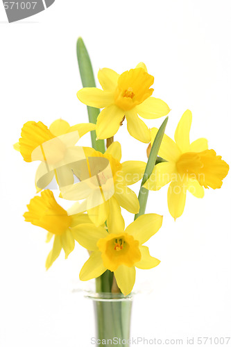 Image of daffodils