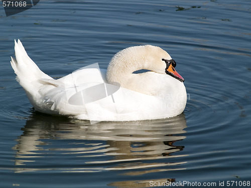 Image of Swan