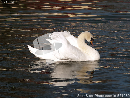 Image of Swan