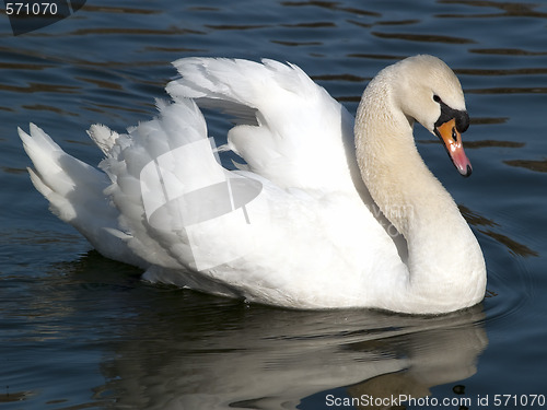 Image of Swan