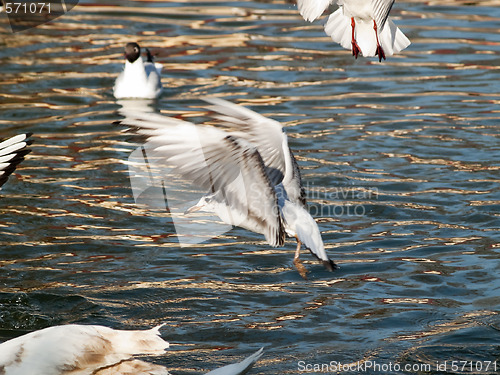 Image of GUlls hunting