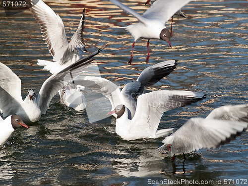 Image of GUlls hunting