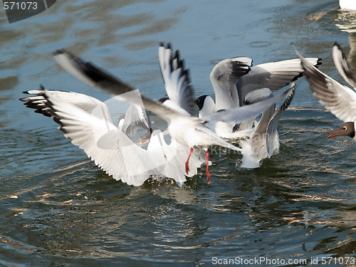 Image of GUlls hunting