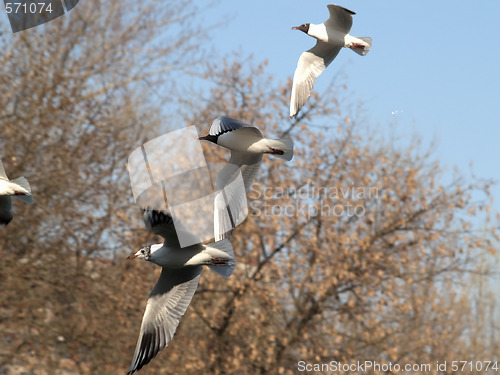 Image of Seagulls formation