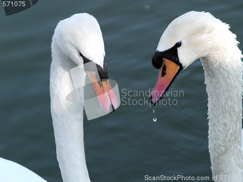 Image of Swan