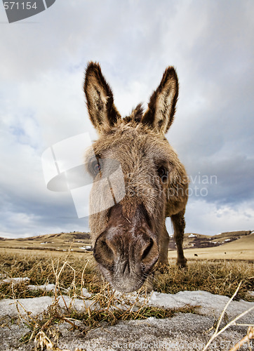 Image of Little donkey