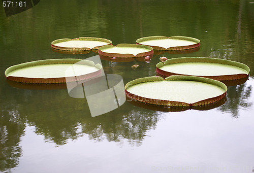 Image of Royal water platter on the pond