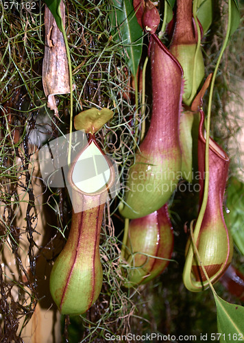 Image of Carnivorous plant