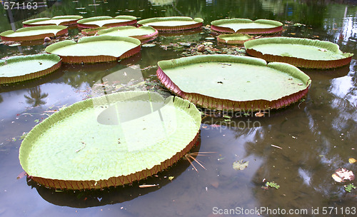 Image of Royal water platter on the pond