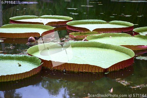 Image of Royal water platter on the pond