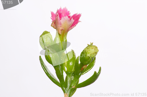 Image of Pink dentate Kalanchoe