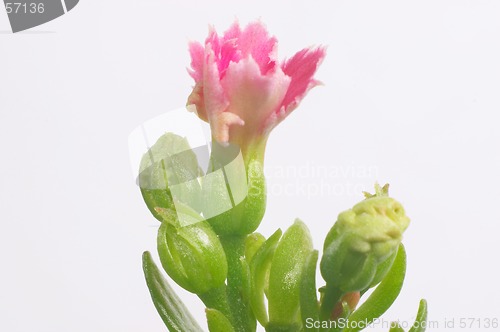 Image of Pink dentate Kalanchoe