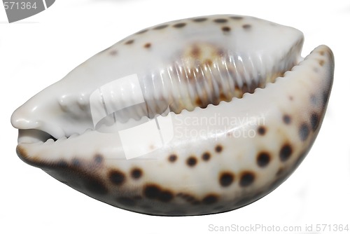 Image of seashell 