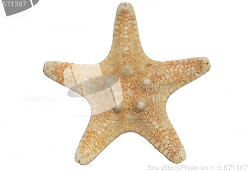 Image of starfish