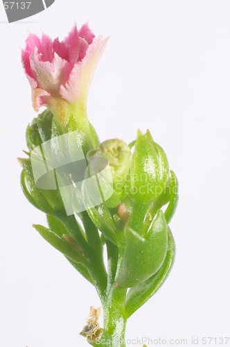Image of Pink dentate Kalanchoe