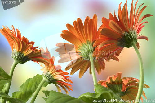 Image of Gerbera Daisies