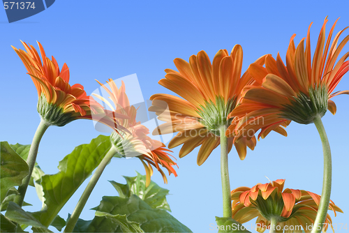 Image of Gerbera Daisies