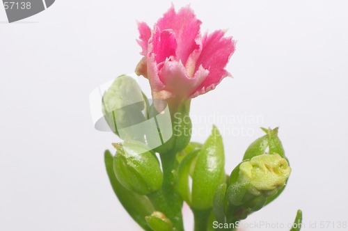 Image of Pink dentate Kalanchoe