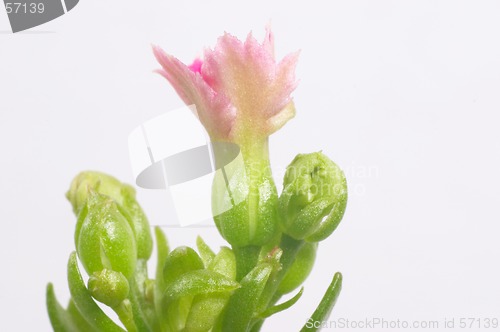 Image of Pink dentate Kalanchoe