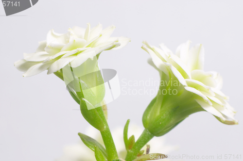 Image of White double-flowering kalanchoe
