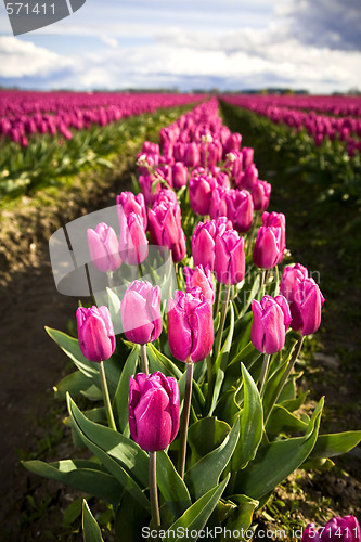 Image of Pink tulips